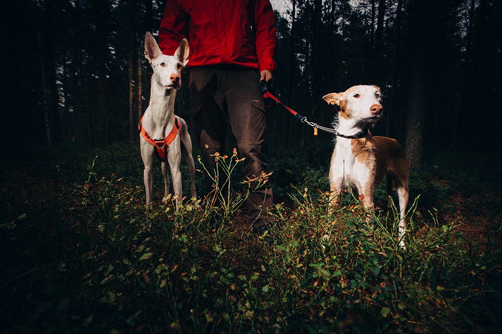 Jari Ruokonen's dogs, Paco and Peppi